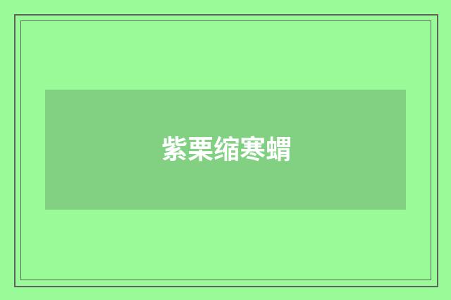 紫栗缩寒蝟