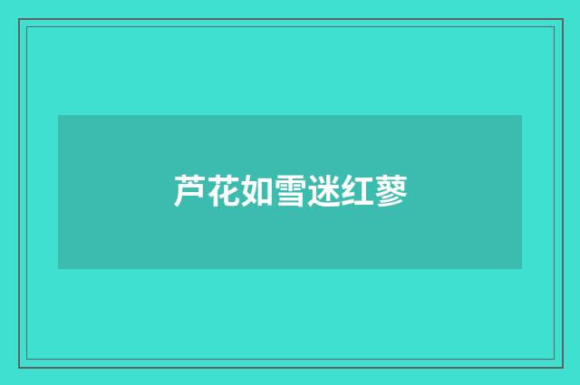 芦花如雪迷红蓼