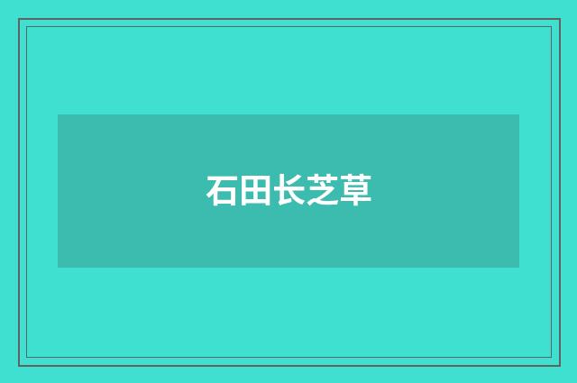 石田长芝草