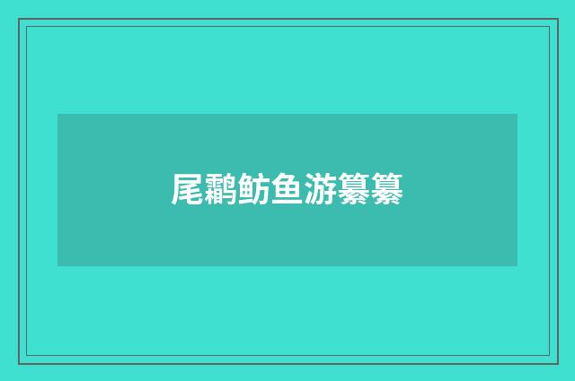 尾鹴鲂鱼游纂纂