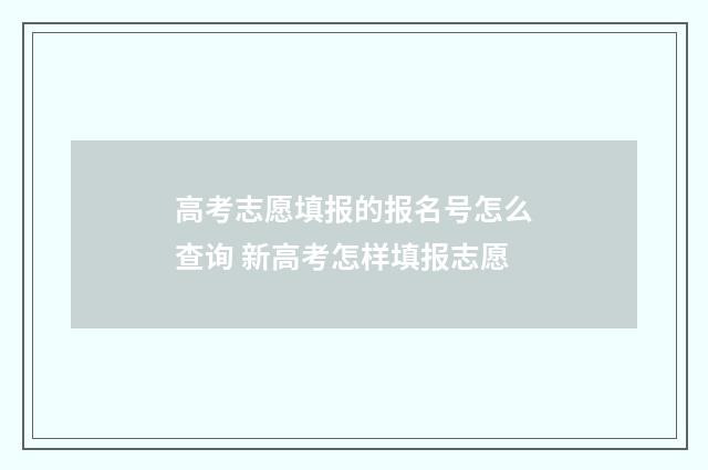 高考志愿填报的报名号怎么查询 新高考怎样填报志愿