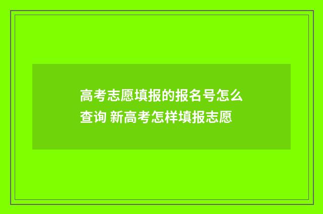 高考志愿填报的报名号怎么查询 新高考怎样填报志愿
